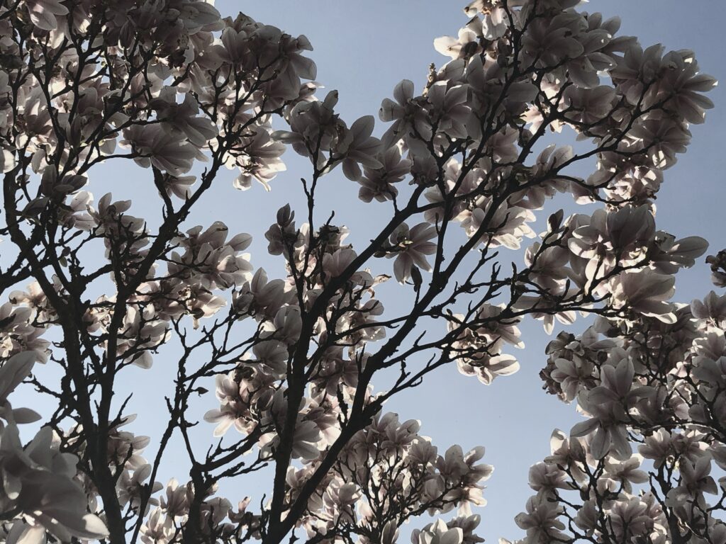 magnolia nästan svartvit