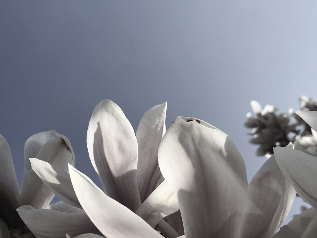 Magnolia